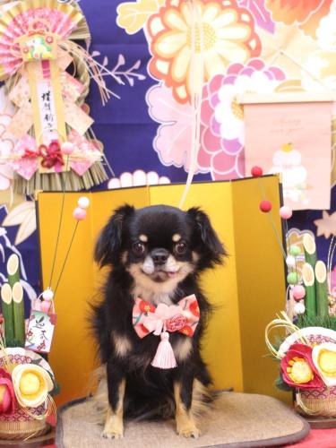 20240127ルナちゃん